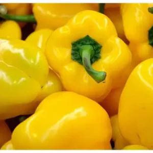 yellow capsicum